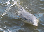 Villa Bluewater Cape Coral - Dolphin in the Caloosahatche River