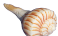 Lightning whelk shell from the captiva beach Lightning whelk shell from the captiva beach