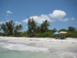 Villa Bluewater Cape Coral - dolphin in the caloosahatche river